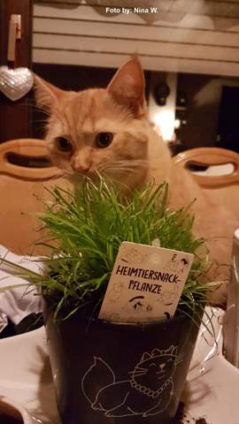 kater wurgt wie kann ich ihm helfen gesundheit und medizin katze katzen