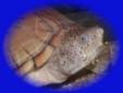 Wie groß sind die Kleinsten Schildkröten für ein Aquarium/Terrarium