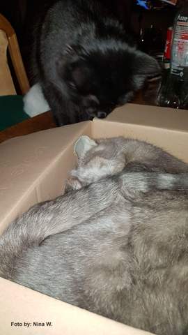 katze gestorben soll geschwisterkatze sich verabschieden tiere katzen tierarzt