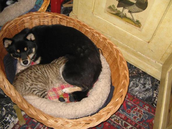 Kater legt sich dauernd in den hundekorb (Hund, Katze)