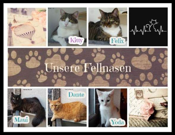 - (Tiere, Hund, Umfrage)