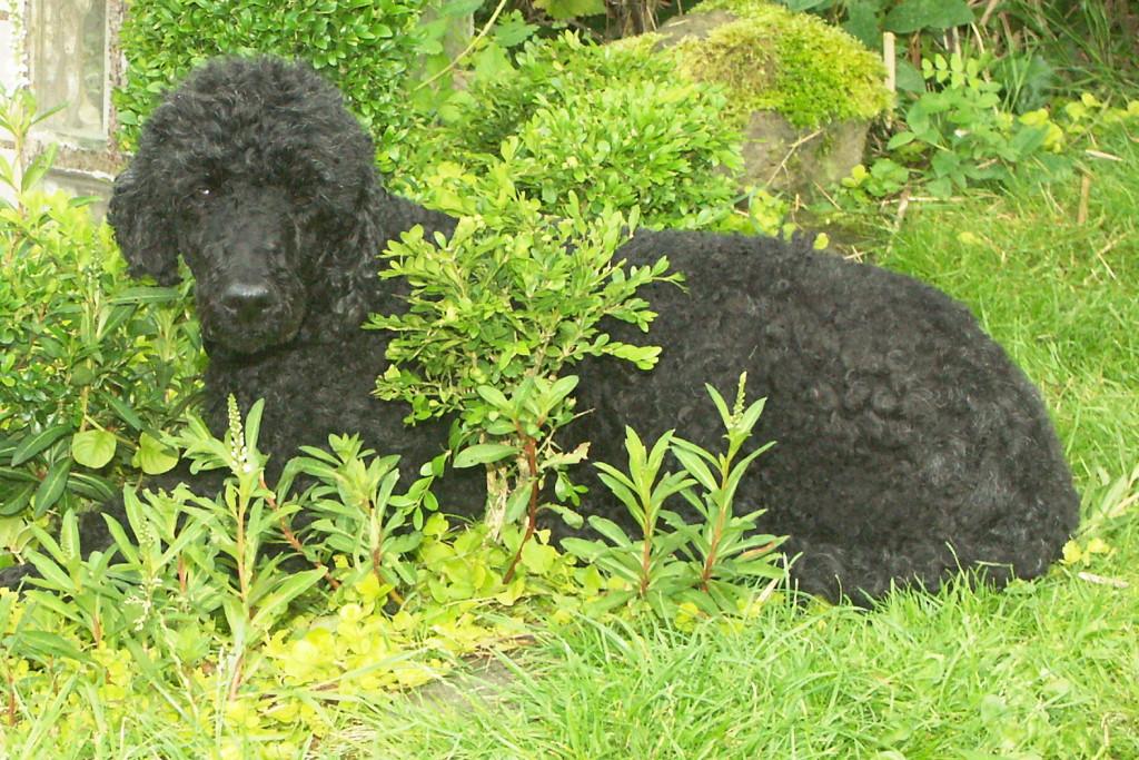 Spüren Tiere wenn Sie sterben?