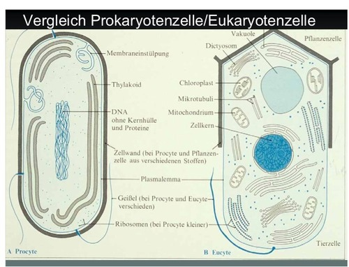  - (Schule, Biologie, Mitochondrien)
