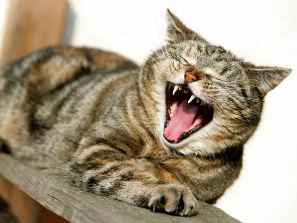 Katzen schlafen locker 18 Stunden am Tag - (Katze, Keller)