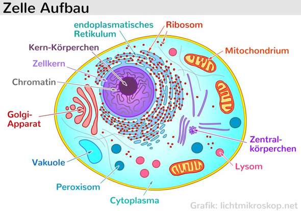 Aus Welchem Wichtigen Bestandteil Sind Zellen Aufgebaut