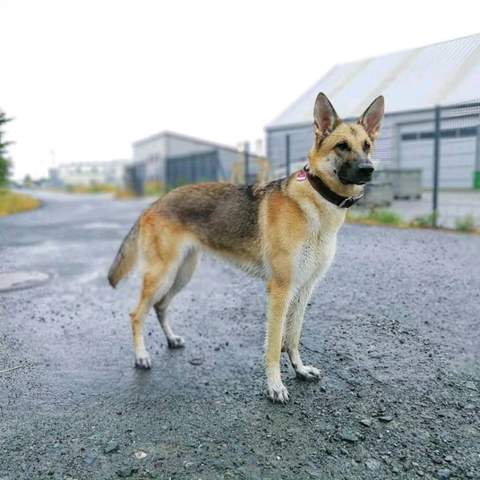 Schaferhund Und Job Tiere Hund Deutscher Schaferhund
