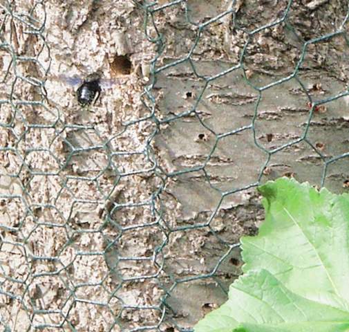 Blaue Holzbiene In Der Wand Tiere Haus Insekten
