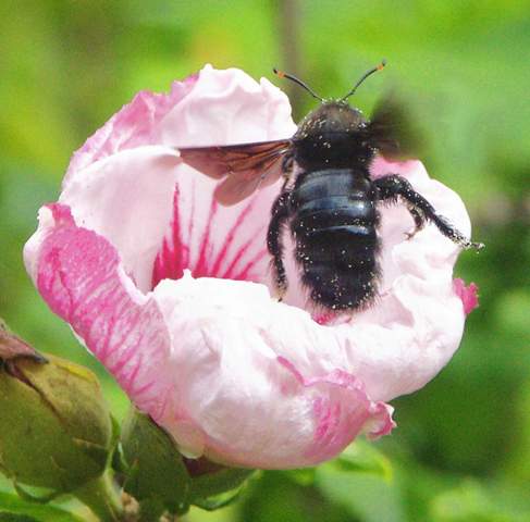 Wildbienen In Bayern Bund Naturschutz