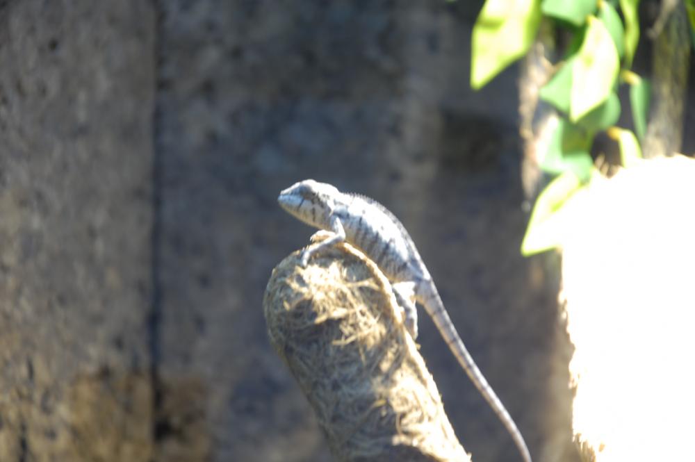 Warum bekommt mein Pantherchamäleon keine Farbe? (Terrarium, Reptilien