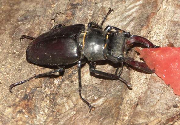 Kann Man Kafer Als Haustiere Halten Gesundheit Tiere Haushalt