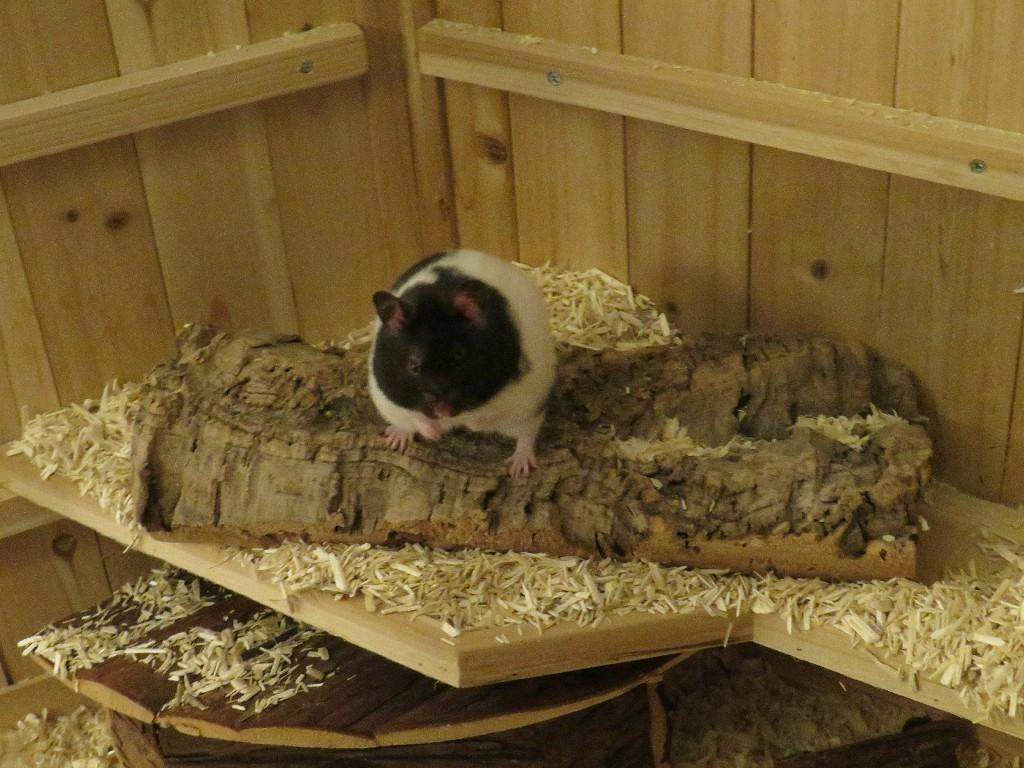 Warum ist unser Hamster so sauer/aggressiv? (Tiere, Zwerghamster ... - 0 Full Warum ist unser Hamster so sauer/aggressiv? (Tiere, Zwerghamster ... - 0 Full