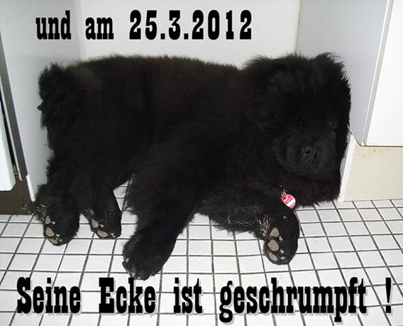 wie schwer wird mein hund