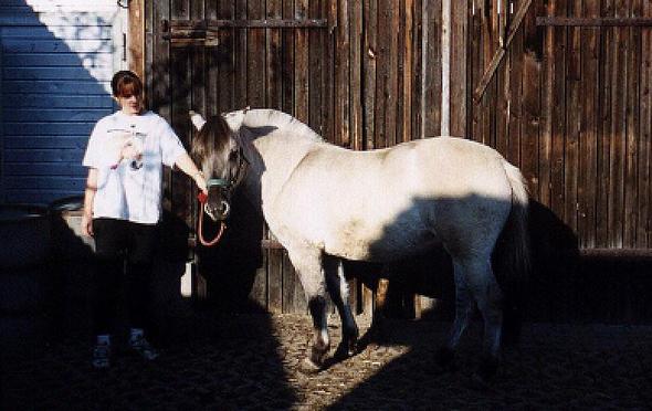 Stella, 13 Monate alt - (Pferd, Pony, springen)