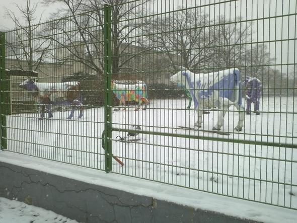 Kühe im Winter hinter Gittern - (Kuh, lila, Milka)