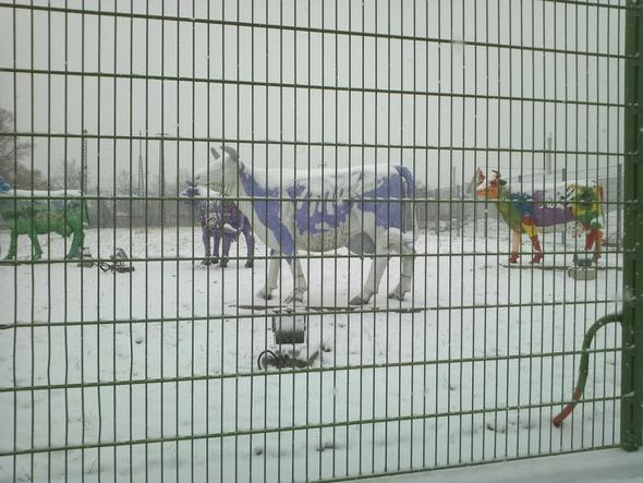 Kühe im Winter hinter Gittern - (Kuh, lila, Milka)