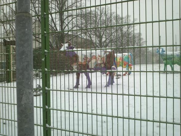 Kühe im Winter hinter Gittern - (Kuh, lila, Milka)