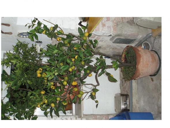 Zitronenbaum im Alpenraum - (Garten, Zitrus)