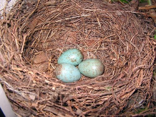 Nest mit Amseleiern - (Tiere, Farbe, Eier)