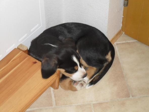 Sehr bequem... - (Hund, Welpen, hundebett)