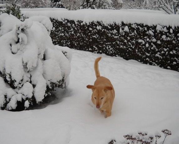 Nora im Schnee - (Tiere, Hund, Tierarzt)