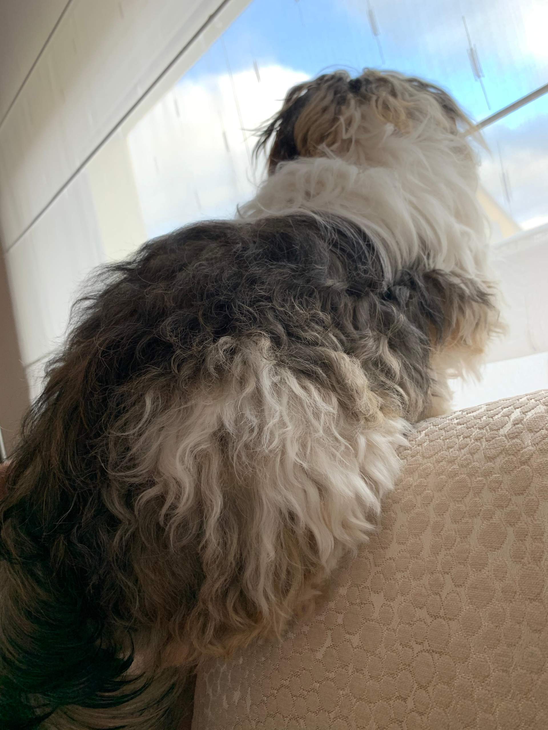 Shih Tzu verliert Haare/Fell? (Tiere, Hund, Welpen)