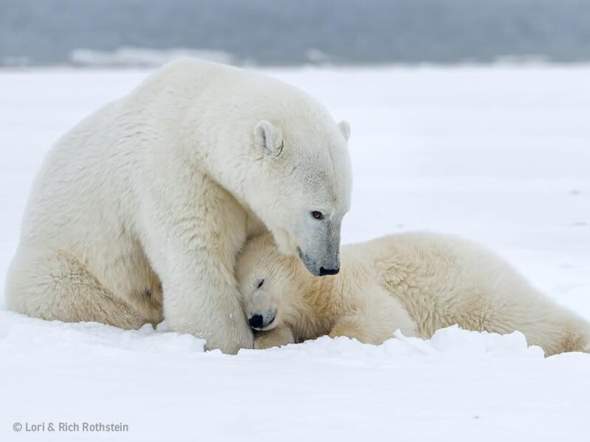 Wie Kann Man Die Eisbaren Retten Tiere Klimawandel Natur Und Umwelt