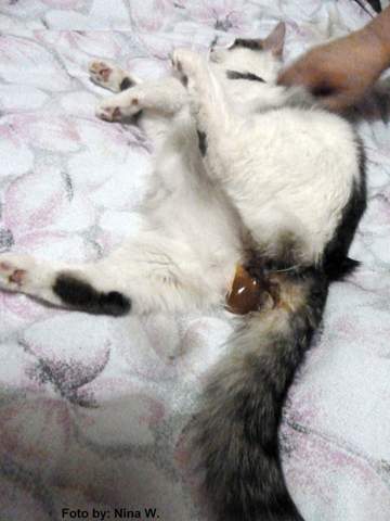  - (Katze, artgerechte Haltung, schwangere-katze)