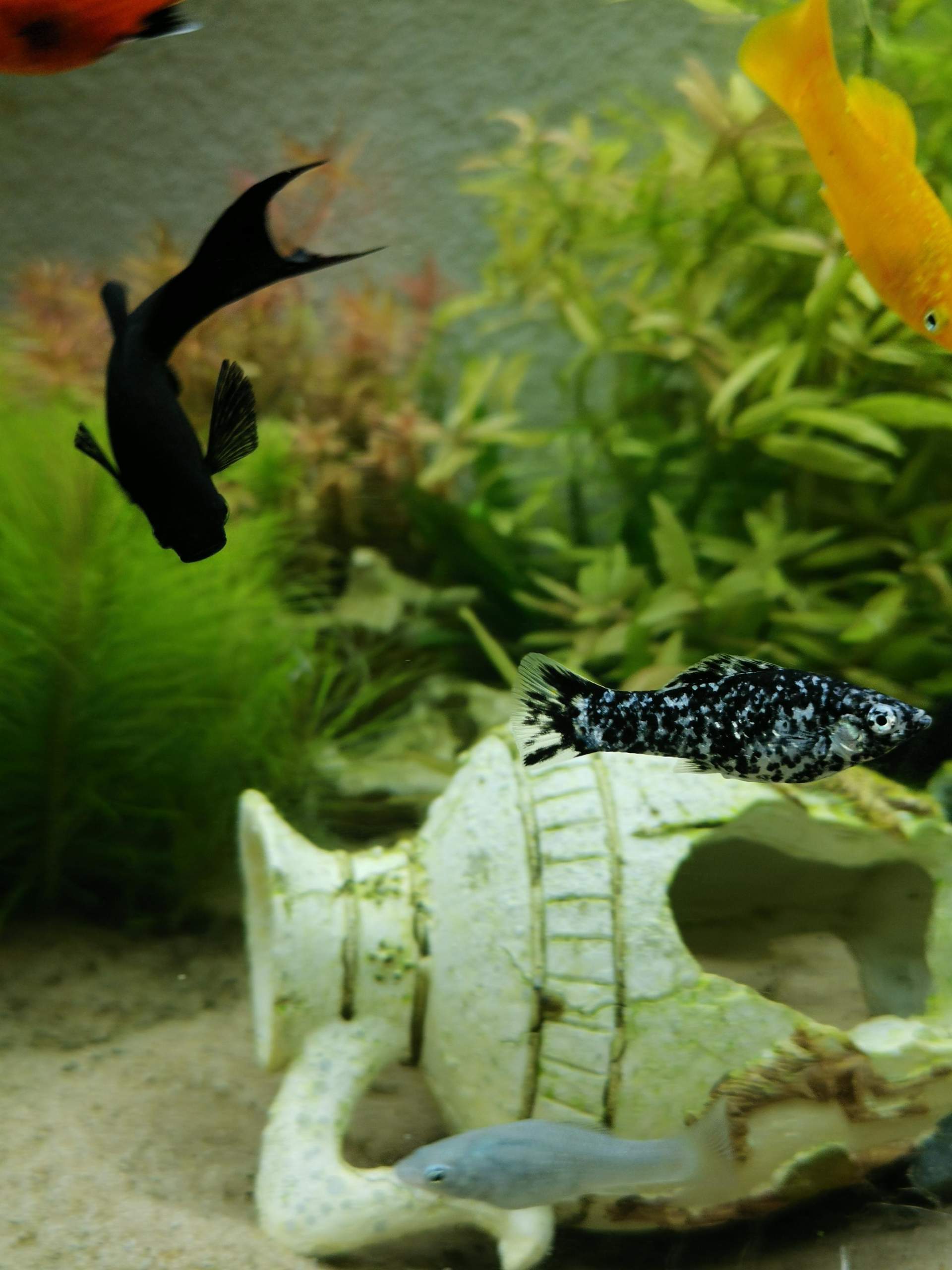 Fische sterben, was passiert? (Tiere, Krankheit, Aquarium)