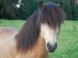 Islandpferde / Fellfarbe? (Tiere, Pferd, Farbe)