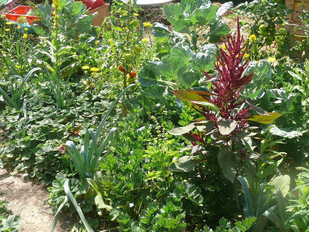 Erdbeeren mit Kartoffeln nebeneinander pflanzen? (Garten)