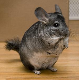 - (Namen, süß, Chinchilla)