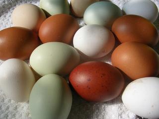 meine bunten Eier - (Huhn, Zucht, Stall)