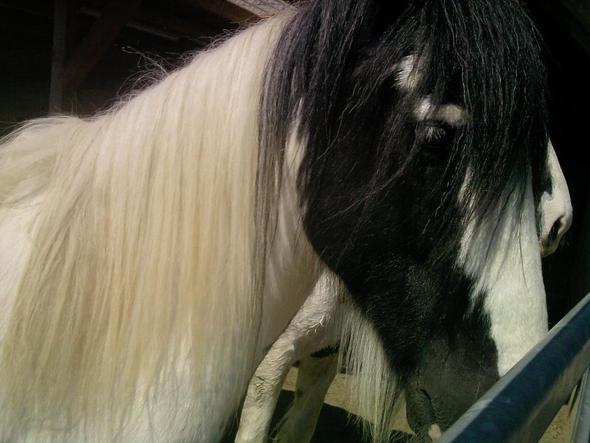 So sahen beide Seiten voher aus. Sie war dünner als sie aussah:( - (Tiere, Pferd, Reiten)