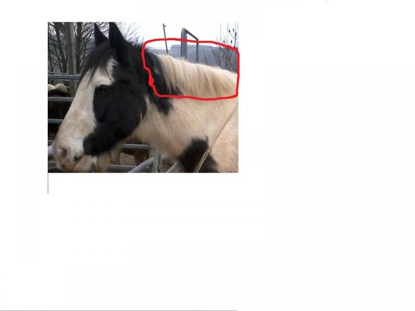 So sieht die Mähne jatzt aus von beiden Seiten Sie wächst super nach :) - (Tiere, Pferd, Reiten)