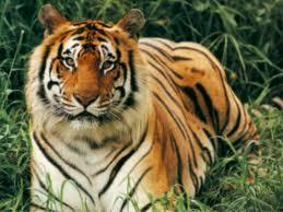 Tiger - (Tiere, Kampf, Wildtiere)