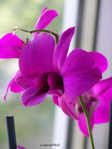 Orchidee - (Pflanzenpflege, Orchideen)