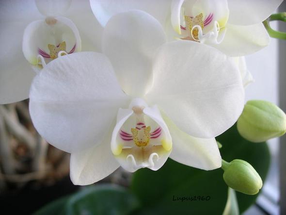 Orchidee - (Pflanzenpflege, Orchideen)
