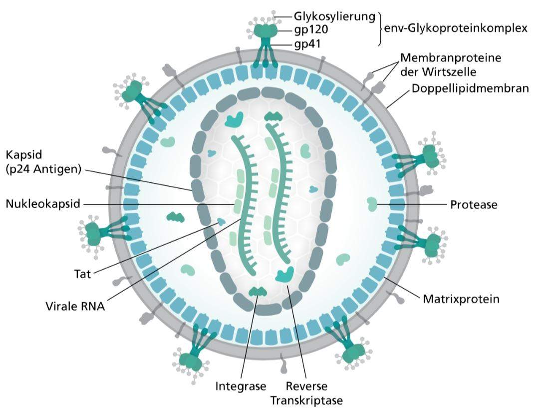 Aufbau Viren Und Bakterien biologie skizze über Viren und Bakterien? (Schule)
