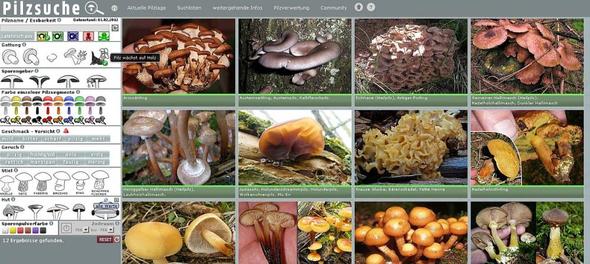 Pilzsuche per Bild - (Pilze, essbar, baumpilze)