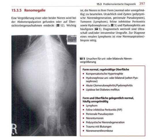 hilfe bei katzen krankheiten gesundheit und medizin krankheit