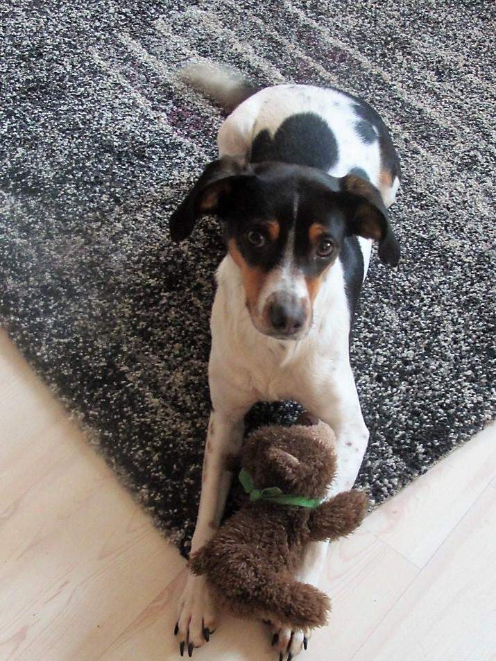 Hund Treppen laufen? (Gesundheit und Medizin, Treppe)