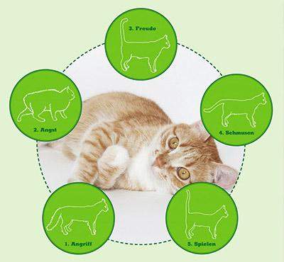 Katzen Guide? (Tiere, Katze, Haustiere)