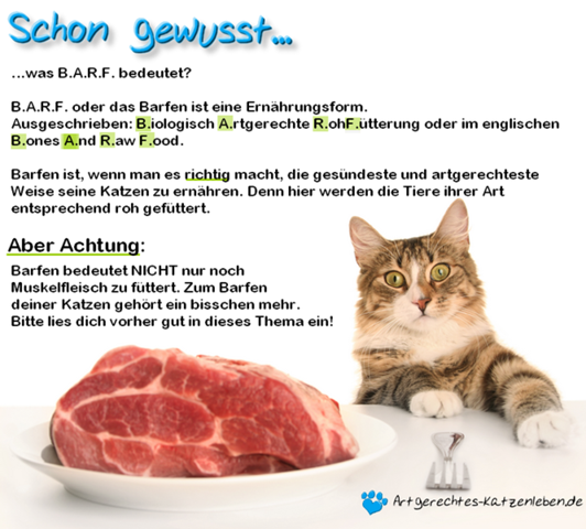 durfen katzen rohes geflugel essen tiere essen und trinken artgerechte haltung