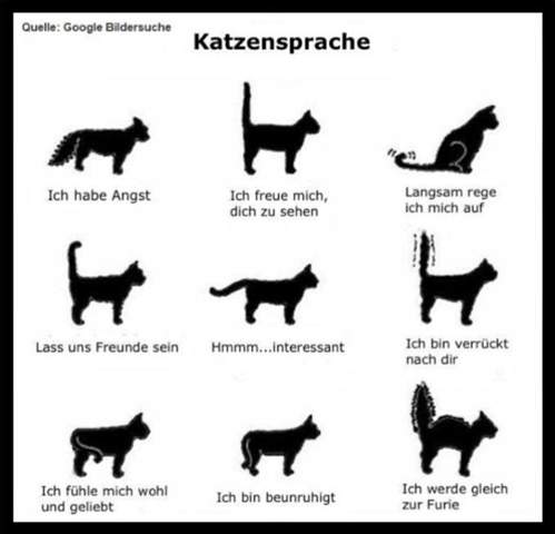 Katzen Guide? (Tiere, Katze, Haustiere)