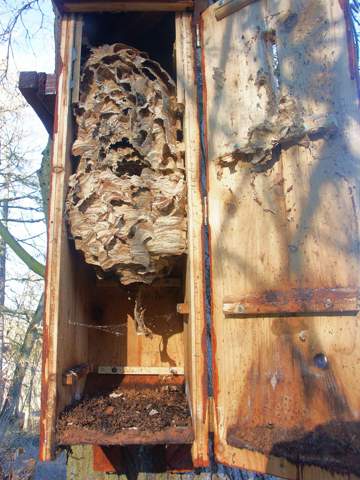 Hornissennester Mehrjahrig Tiere Biologie Wohnung