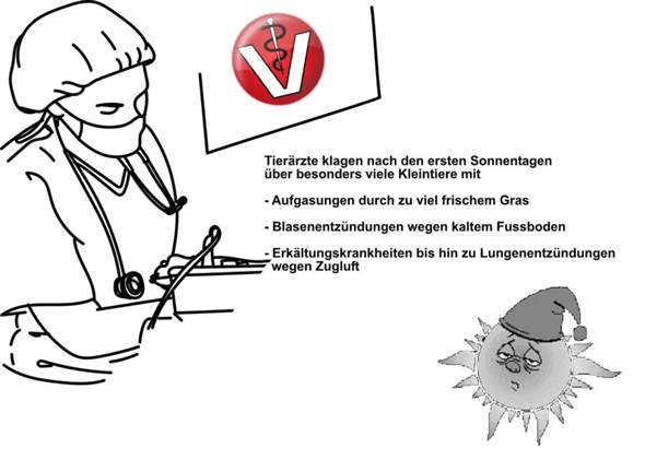 - (Haustiere, Meerschweinchen)