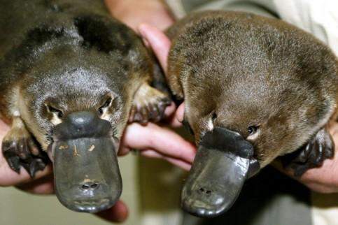 schnabeltiere? (Tiere, Schnabeltier)