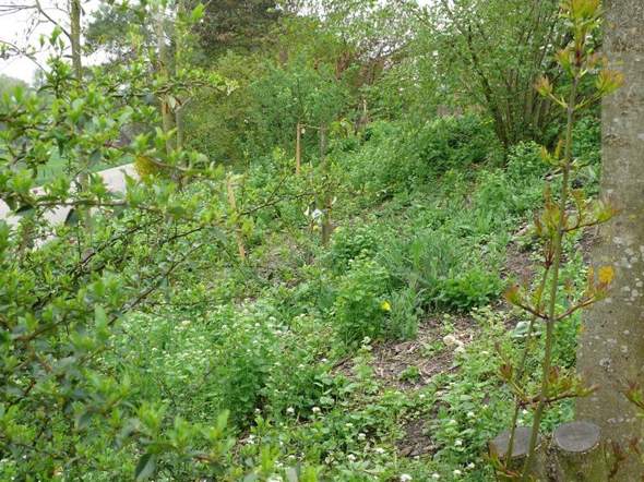 - (Pflanzen, Garten, Natur)