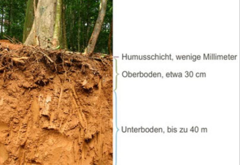 Rötlicher Boden In Den Tropen Nährstoffarmut der tropischen Böden? (Schule, Musik, Erdkunde)
