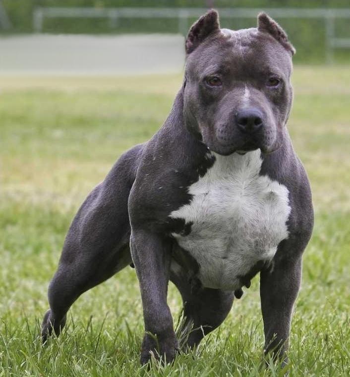 Hunderassen mit der Farbe Grau? (Tiere, Hund)